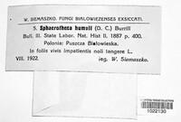Podosphaera macularis image